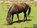 thn_NZ leden-unor 2006 104.jpg